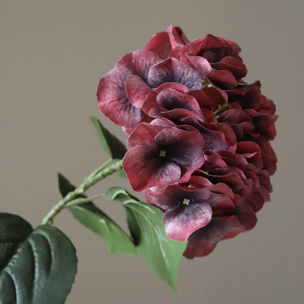Burgundy Hydrangea Flower