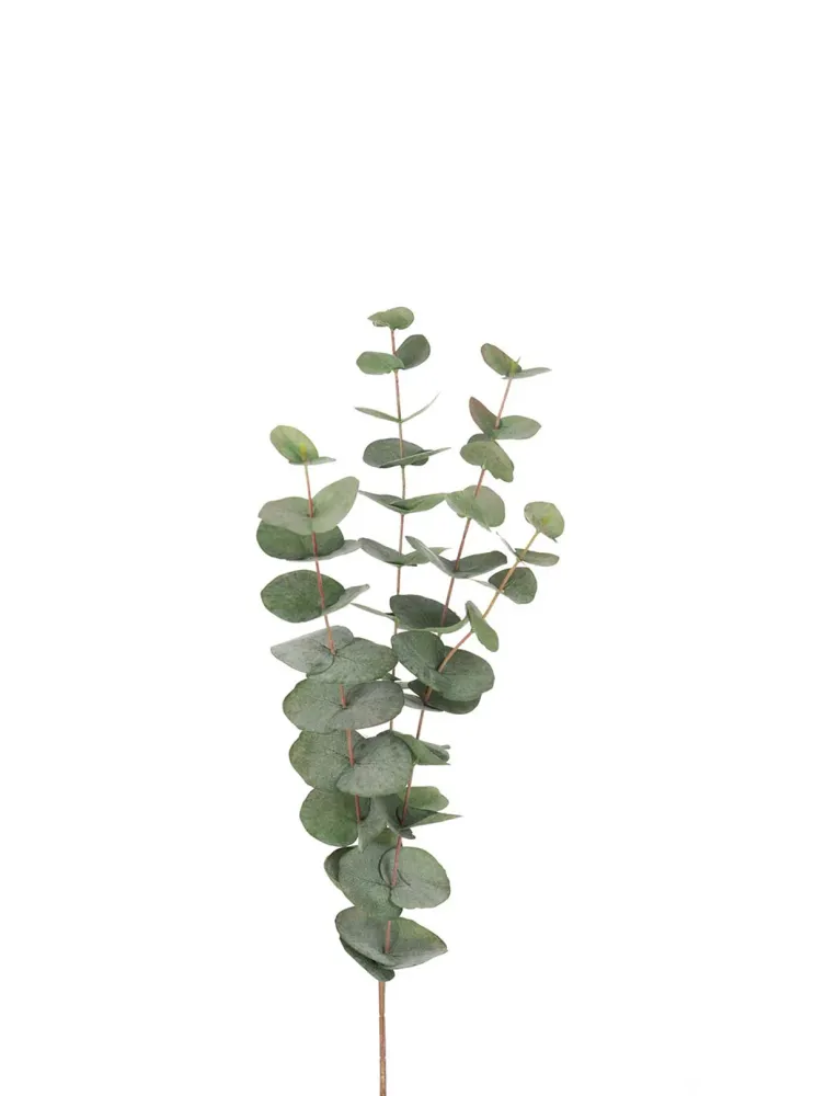 Eucalyptus gren 60 cm