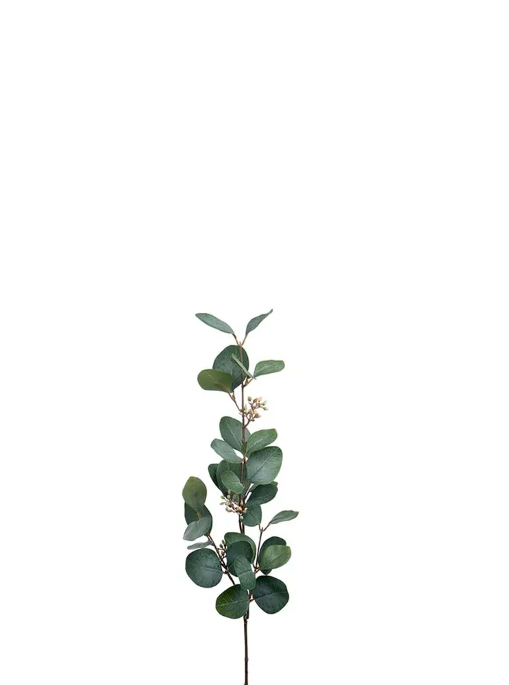 Eucalyptus med bær 70 cm