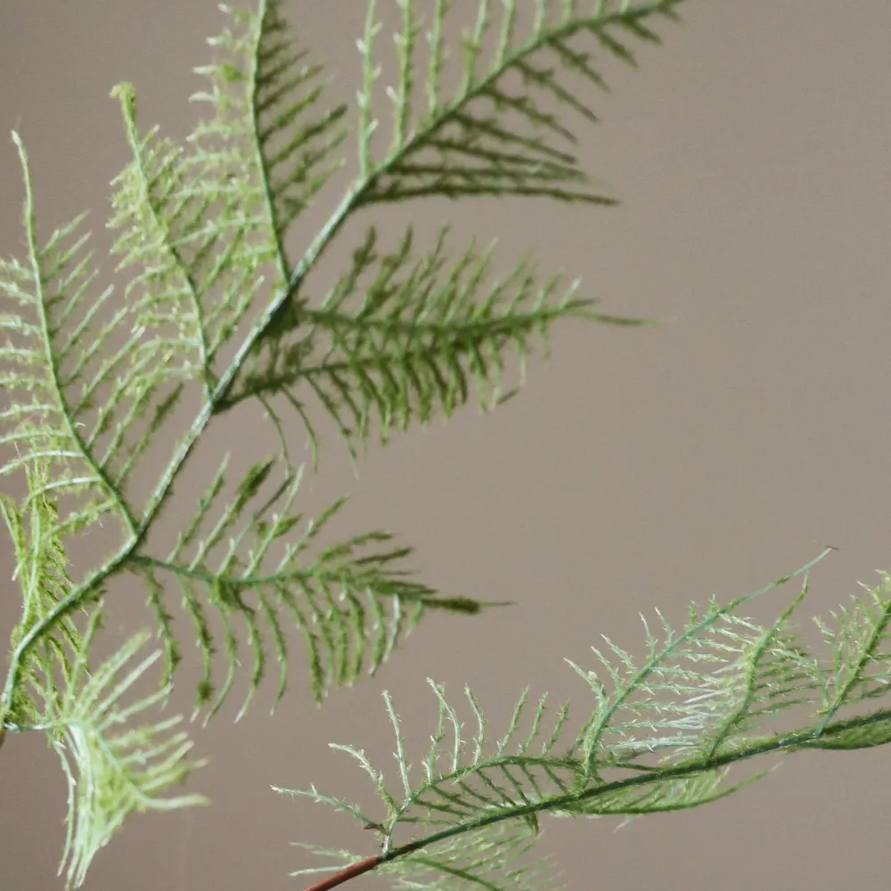 Green Fern Leaves