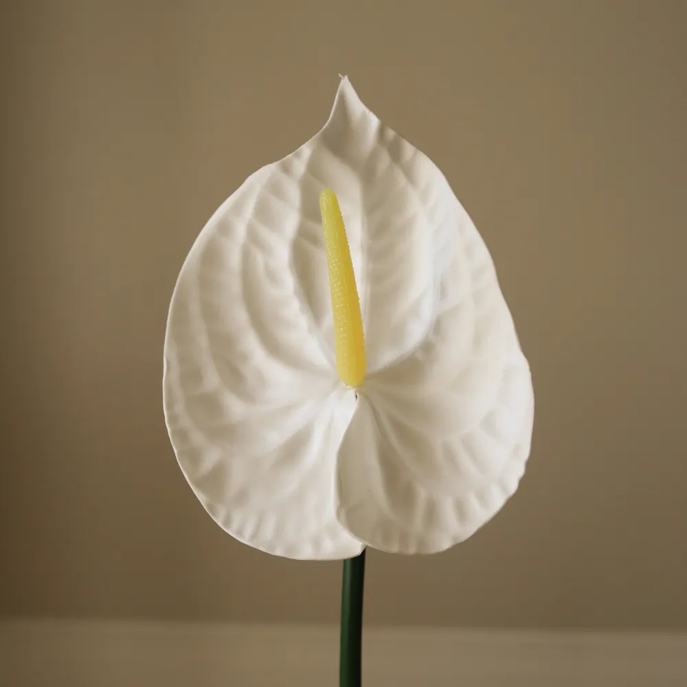 Small Anthurium Flower – Hvit