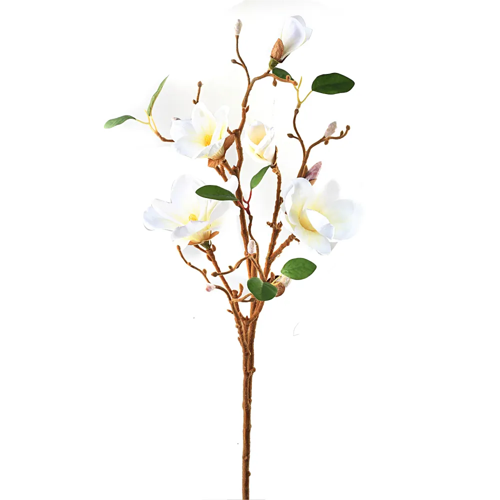 Magnoliagren hvit