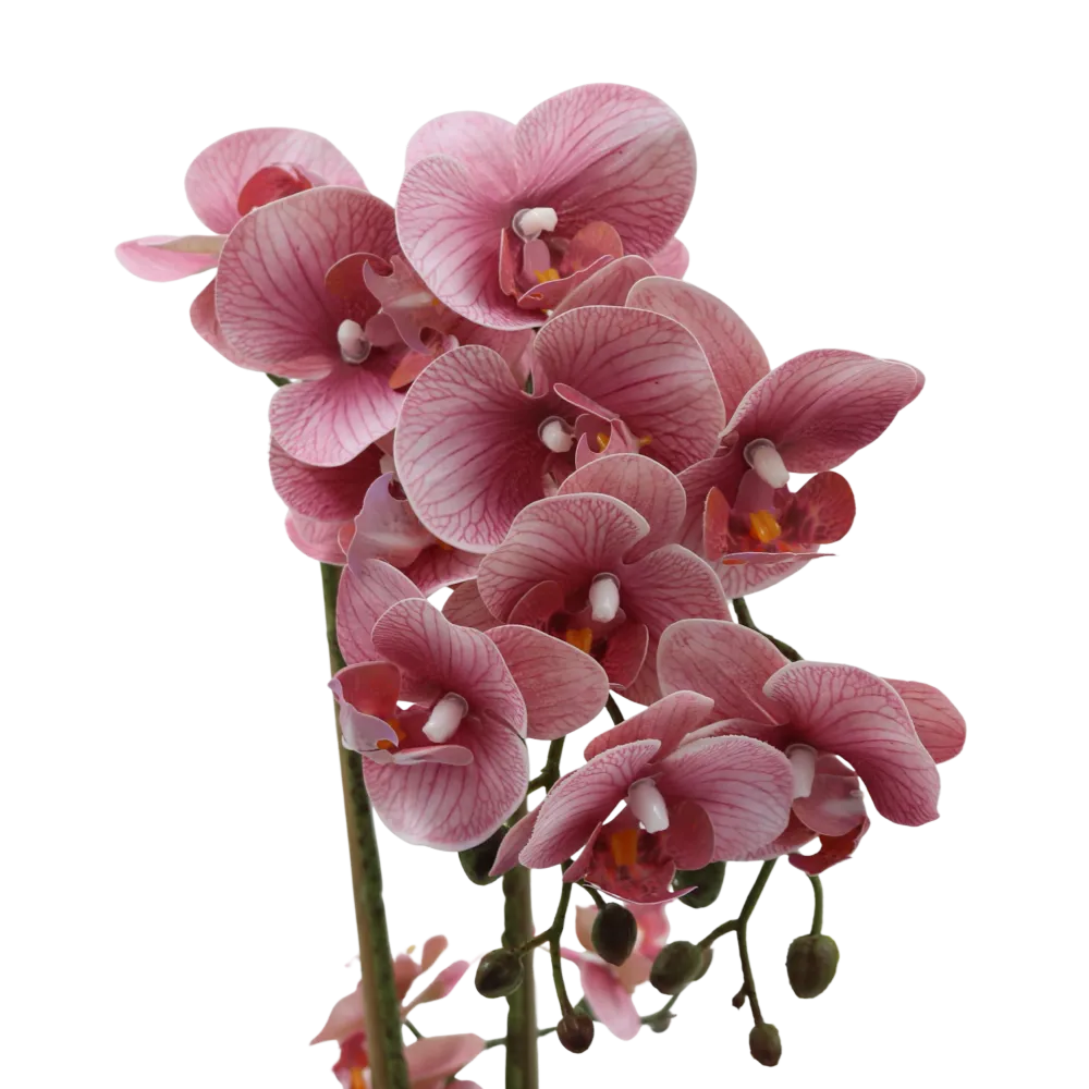 Orchid rosa 47 cm m/hvit potte