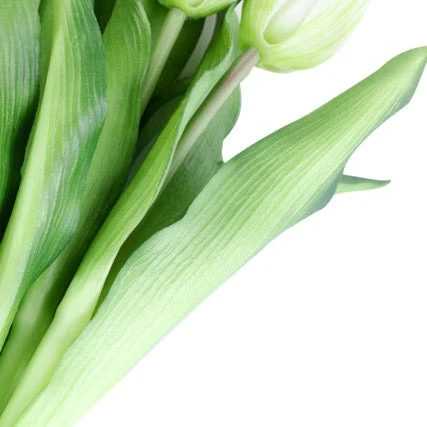 Tulip tulipaner hvit 33 cm 7 stk