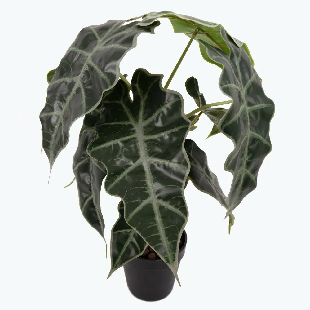 Flora Elefantøre 50 cm