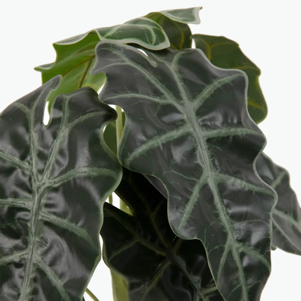 Flora Elefantøre 50 cm