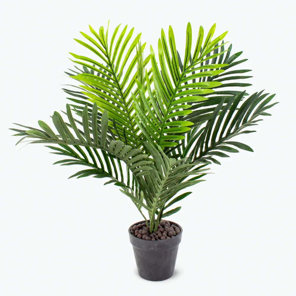 Flora Palme H: 60 cm