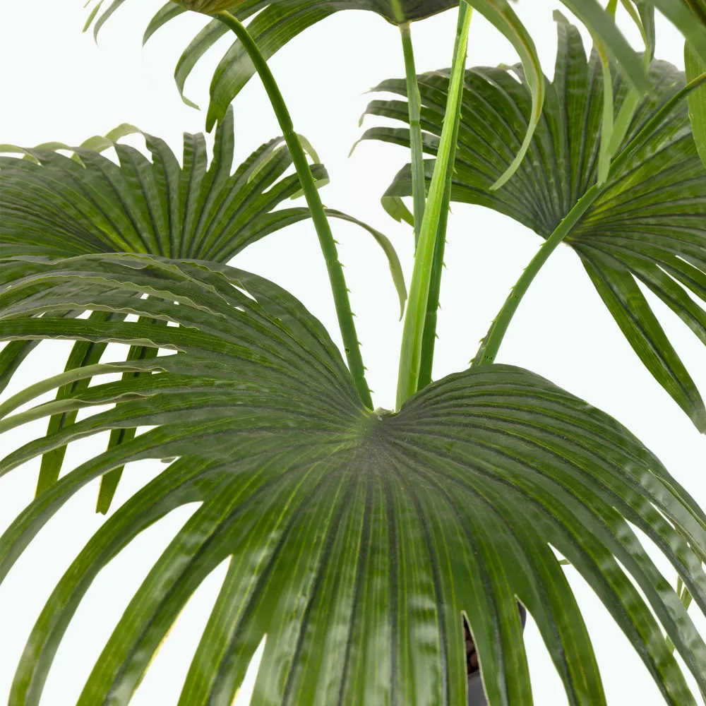 Flora Viftepalme 80 cm