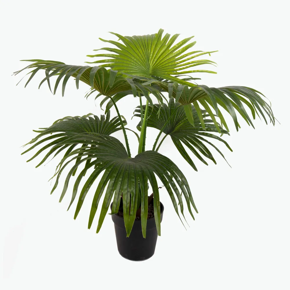 Flora Viftepalme 80 cm