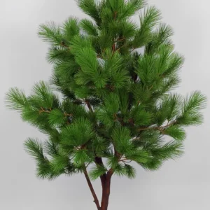 Juletre Pine