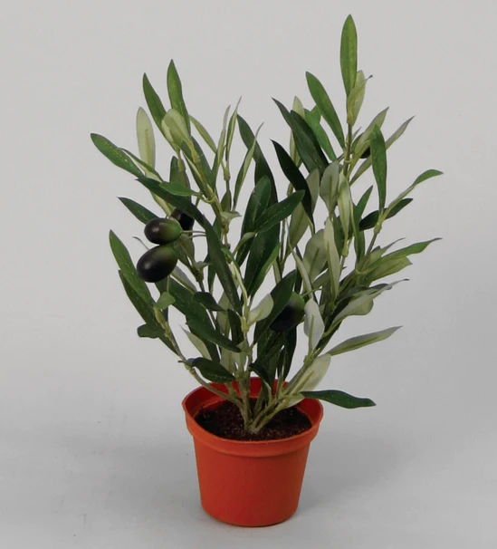 Olive plante 30 cm