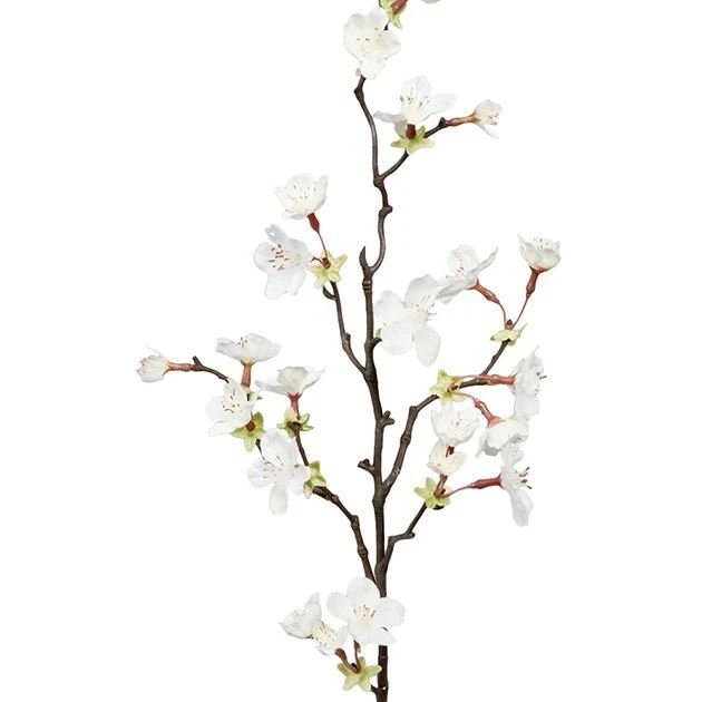 Kirsebærblomst hvit