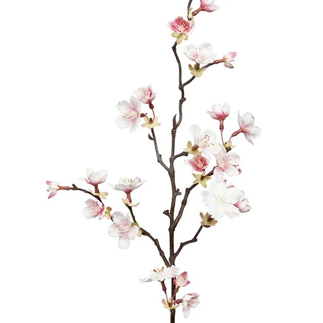 Kirsebærblomst rosa