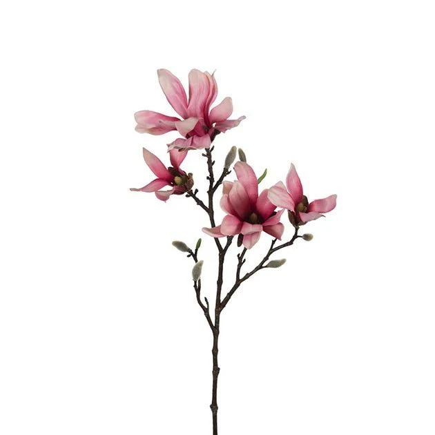 Magnolia rosa