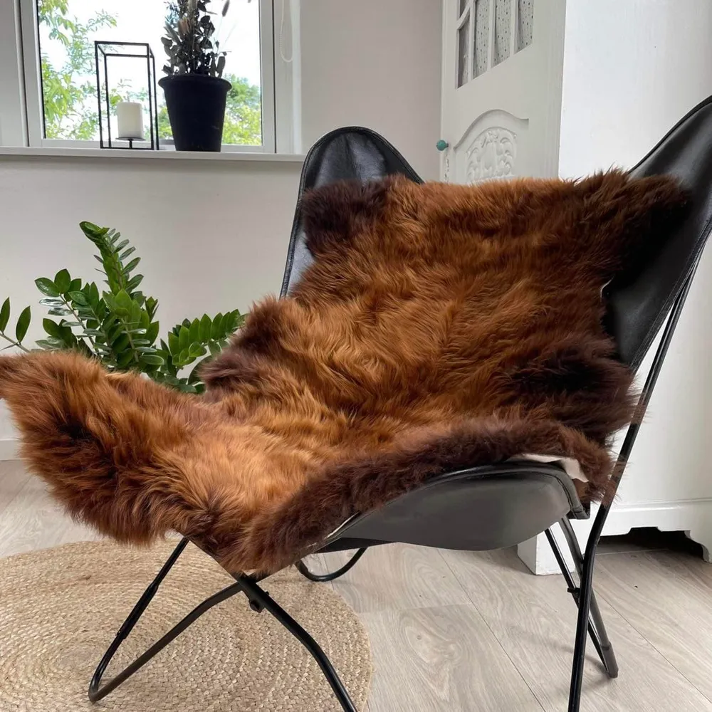 Korthåret Ginger