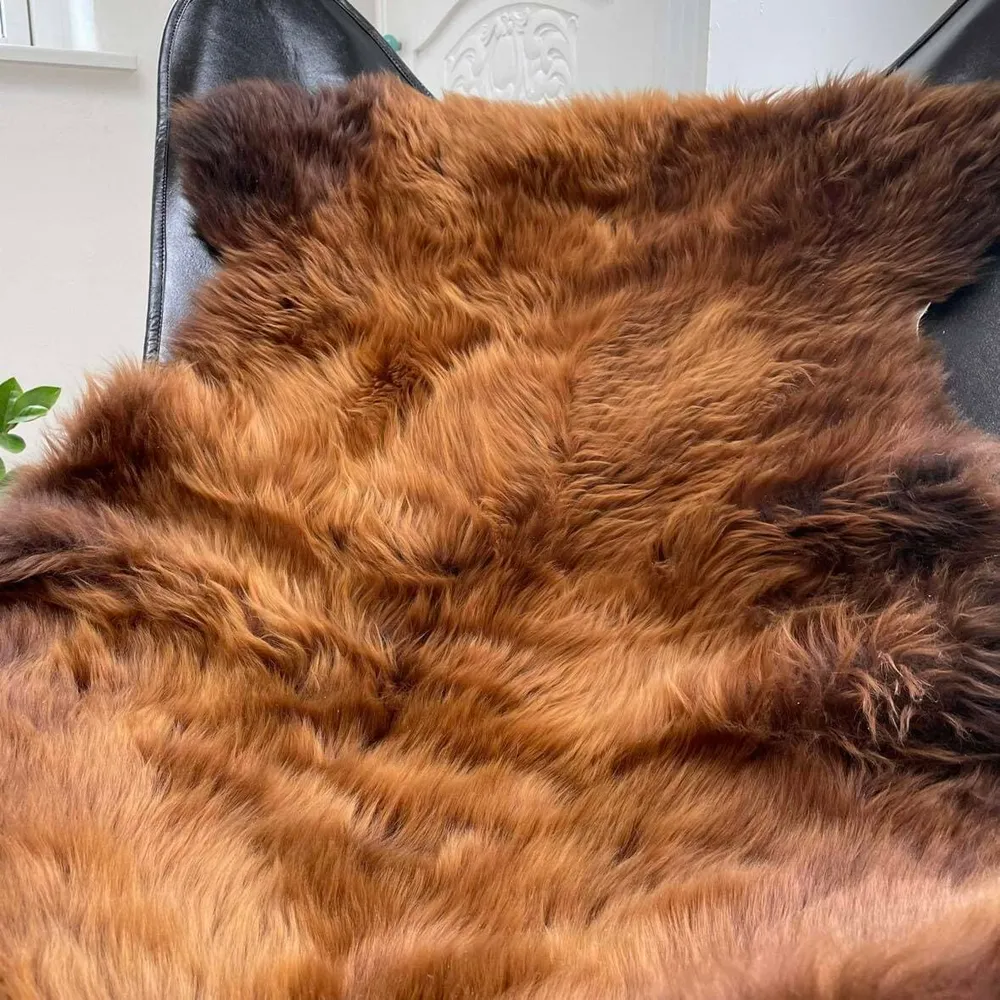 Korthåret Ginger