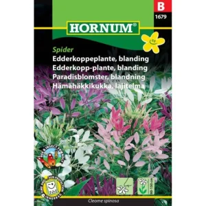 Edderkoppeplante