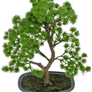 Kunstig Bonsai Einer 30 cm