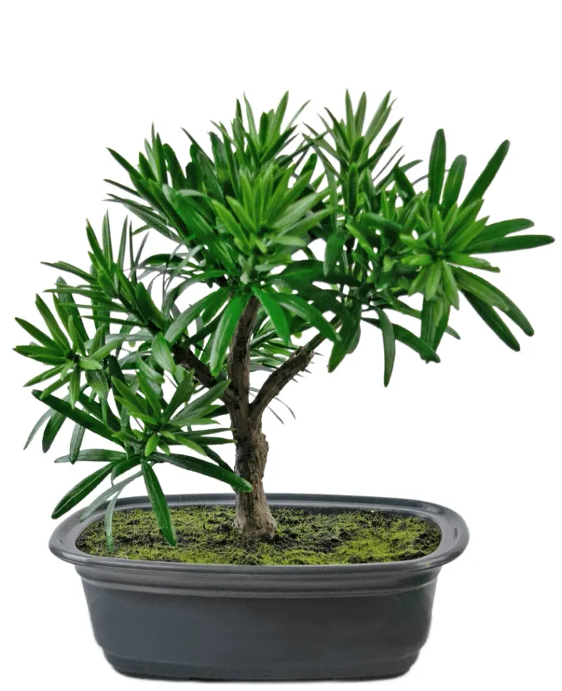 Kunstig Bonsai Podocarpus 20 cm
