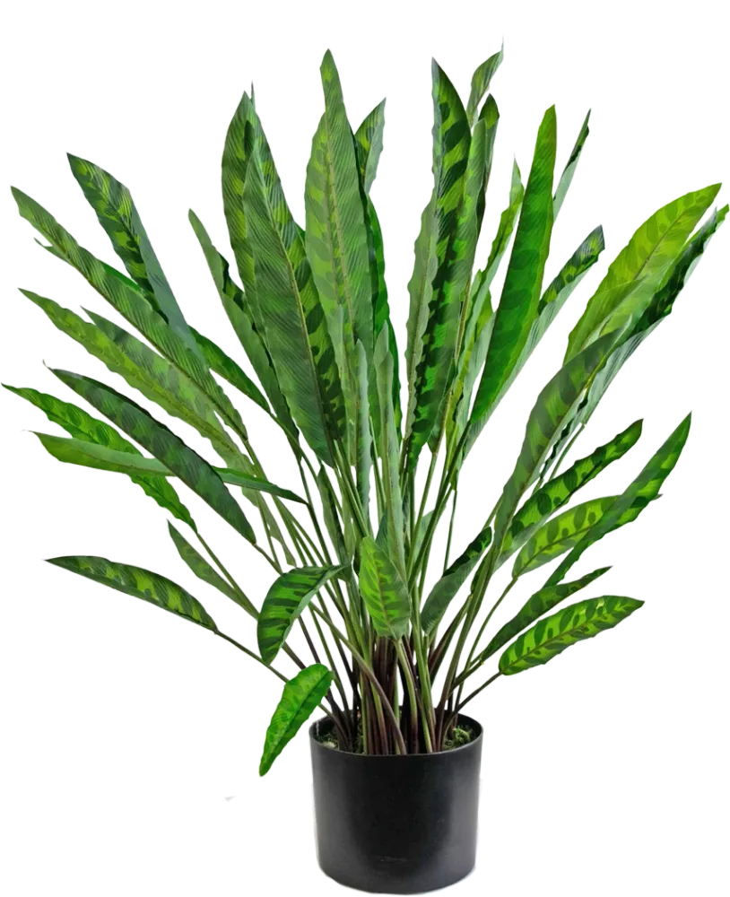 Kunstig Calathea Insigne 60 cm
