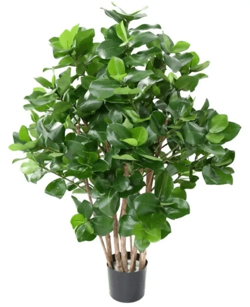 Kunstig Clusia Busk 75cm