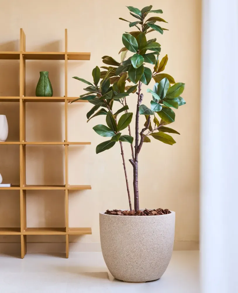 Kunstig Magnolia ‘Teddy Bear’ Tre 180cm