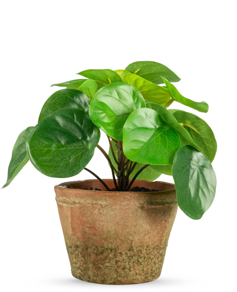 Kunstig Mini Pengeplante i Retropotte UV 15cm