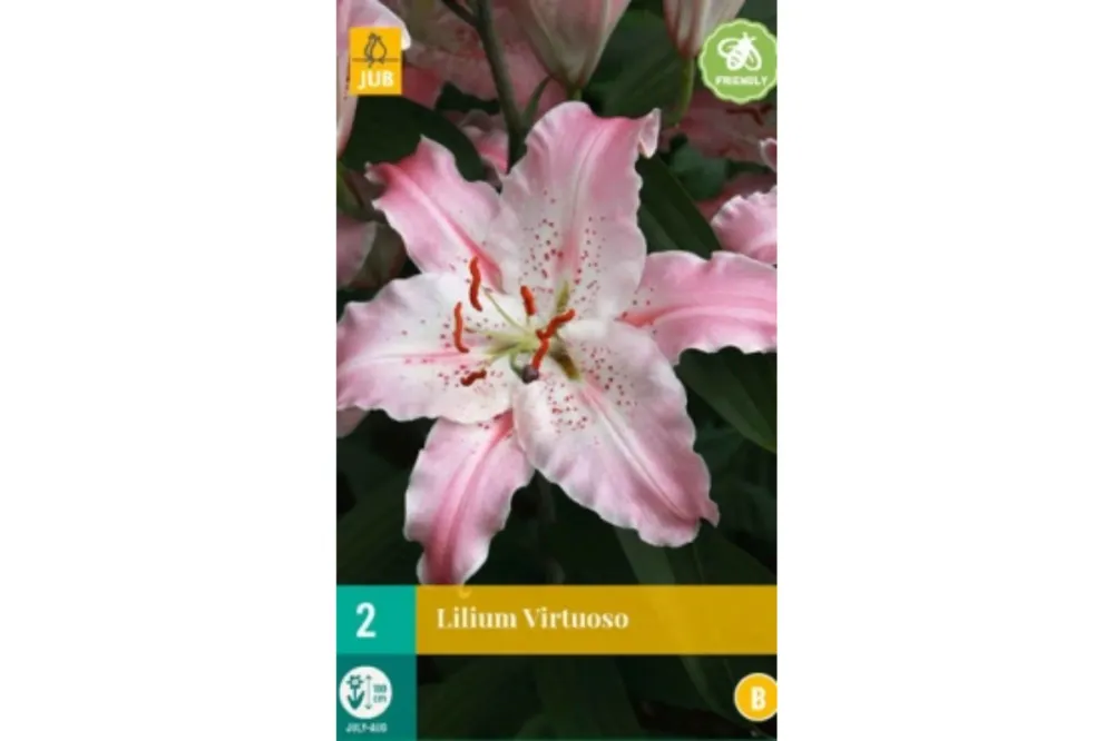 Lilje ‘Virtuoso’ | 2 blomsterløk
