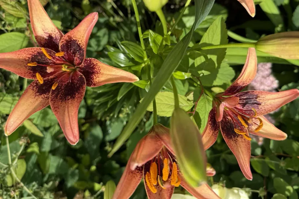 Lilje ‘Whistler’ | 2 blomsterløk