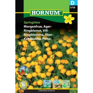 Frø Morgenfrue Springtime
