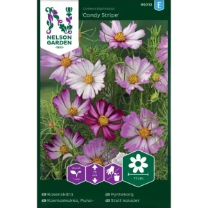 Pyntekorg (cosmos), Candy Stripe